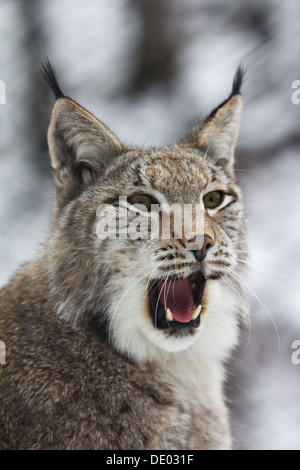 Yawning Eurasian lynx (Lynx lynx), portrait, captive Stock Photo