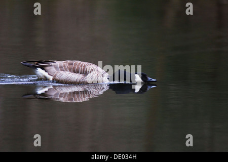 Canada Goose (Branta canadensis) displaying threatening behavior Stock Photo