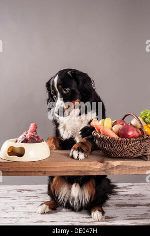 Bernese Mountain Dog sitting next to a bowl of raw meat and a basket of fruit and vegetables, BARF diet, raw feeding Stock Photo