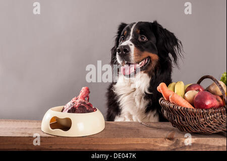 Bernese Mountain Dog sitting next to a bowl of raw meat and a