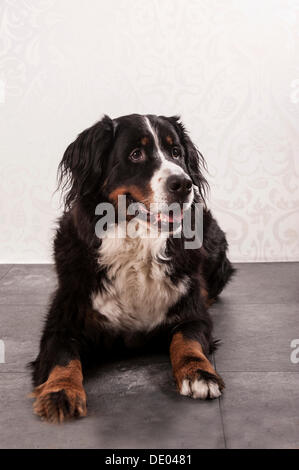 Bernese Mountain Dog, lying down Stock Photo