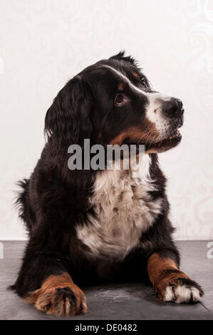 Bernese Mountain Dog, lying down Stock Photo