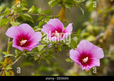 Blooming Rose of Sharon or Shrub Althea (Hibiscus syriacus althea), Majorca, Balearic Islands, Spain, Europe Stock Photo