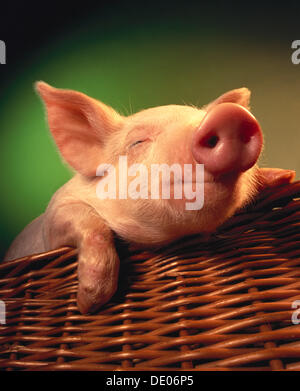 Piglet in a basket Stock Photo
