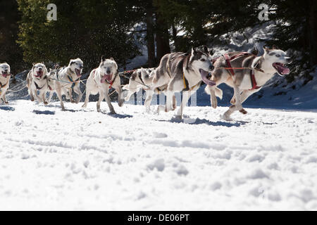 Dog sled or dog sledge, sledge dogs running through a forest, in winter Stock Photo