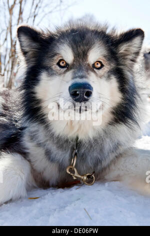 Sledge dog, Alaskan Malamute, portrait Stock Photo