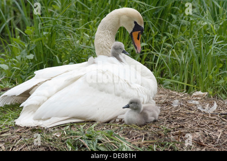Mute Swan (Cygnus olor) on the nest with two cygnets Stock Photo