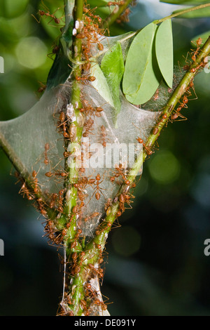 Asian Weaver Ant, weaver ants (Oecophylla smaragdina), Other animals ...