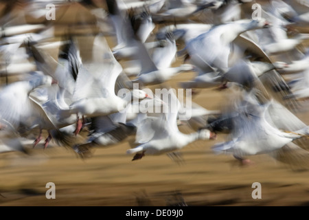 Snow Geese (Anser caerulescens atlanticus, Chen caerulescens) flying, abstract, Bosque del Apache Wildlife Refuge, New Mexico Stock Photo