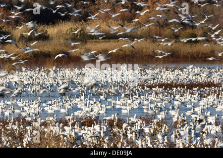 Snow Geese (Anser caerulescens atlanticus, Chen caerulescens) wintering in the Bosque del Apache Wildlife Refuge, New Mexico Stock Photo