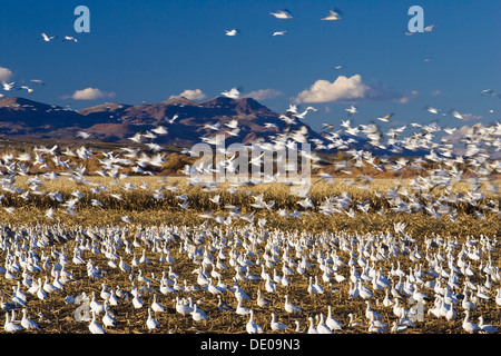 Snow Geese (Anser caerulescens atlanticus, Chen caerulescens) wintering in the Bosque del Apache Wildlife Refuge, New Mexico Stock Photo