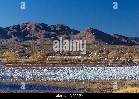 Snow Geese (Anser caerulescens atlanticus, Chen caerulescens) wintering in the Bosque del Apache Wildlife Refuge, New Mexico Stock Photo