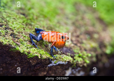 Strawberry Poison-dart Frog (Dendrobates pumilio), calling, rainforest, Braulio Carrillo National Park, Costa Rica Stock Photo