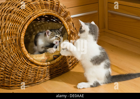 Kittens playing in cat basket Stock Photo