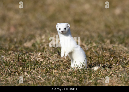 Stoat, ermine (Mustela erminea) in winter coat Stock Photo