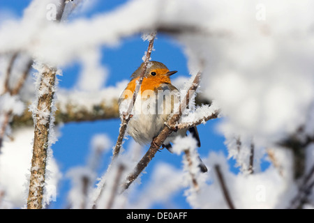 European robin in the snow (Erithacus rubecula), hoarfrost Stock Photo