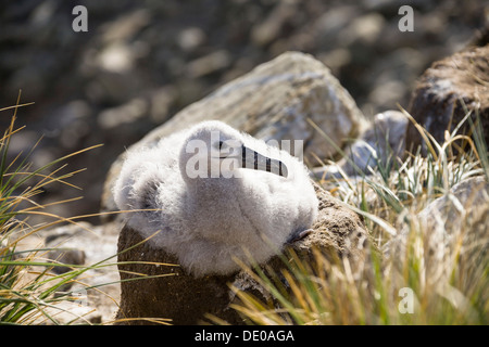 Young Black-browed Albatross (Diomedea melanophrys) on a nest, Falkland Islands, Subantarctic Stock Photo