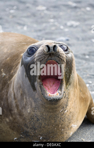 Female Southern Elephant Seal (Mirounga leonina), Gold Harbour, South Georgia, Subantarctic, Antarctica Stock Photo