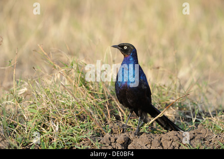 Rüppell's long-tailed Starling - Rüppell's Glossy-Starling (Lamprotornis purpuropterus) on the ground Masai Mara Stock Photo
