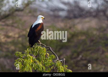 African Fish Eagle or African Sea Eagle (Haliaeetus vocifer) waiting on perch Stock Photo