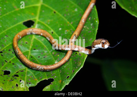 Aplopeltura boa blunt nosed tree snake borneo Stock Photo