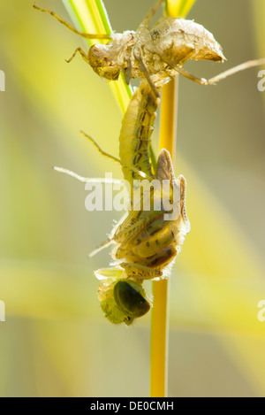 Adult dragonfly emerging from nymph stage Stock Photo