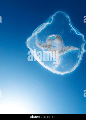 Moon jellyfish, Common jellyfish (Aurelia aurita), Baltic Sea, off Darss, Mecklenburg-Western Pomerania