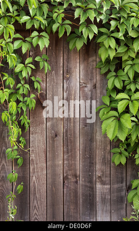 wooden fence covered with green ivy. green ivy on the fence Stock Photo ...
