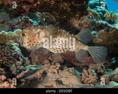 Yellow-spotted Porcupinefish or Yellow-spotted Burrfish (Cyclichthys spilostylus), Mangrove Bay, Red Sea, Egypt, Africa Stock Photo