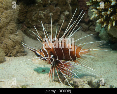 Clearfin Lionfish, Tailbar Lionfish or Radial Firefish (Pterois radiata), Mangrove Bay, Red Sea, Egypt, Africa Stock Photo