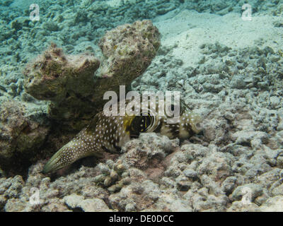 Black-spotted Pufferfish (Arothron nigropunctatus), Mangrove Bay, Red Sea, Egypt, Africa Stock Photo