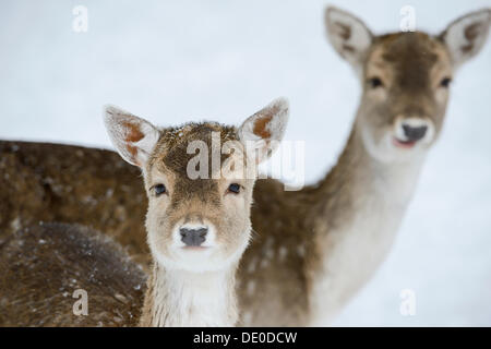 Fallow Deer (Dama dama), hinds, captive Stock Photo