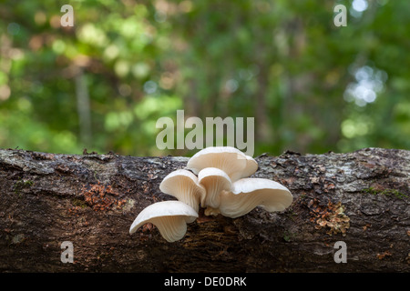 Beautiful white mushrooms Stock Photo