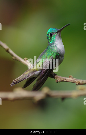 Andean emerald  -  Amazilia franciae Stock Photo