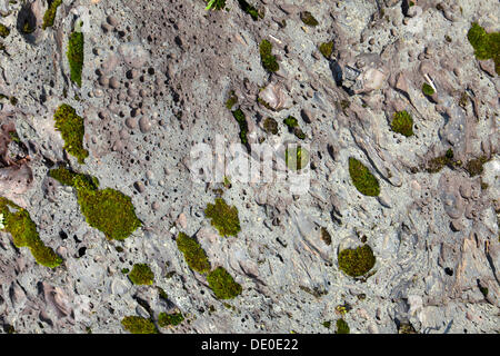Moss growing on volcanic rock on the slopes of the Mount Nyiragongo volcano Stock Photo