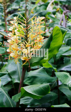 Kahili ginger, Ginger lily (Hedychium gardnerianum), invasive plant, Hawaii Volcanoes National Park, Big Island, Hawaii, USA Stock Photo