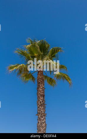 Washington Palm (Washingtonia robusta), Lagos, Algarve, Portugal, Europe Stock Photo