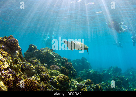 Green sea turtle (Chelonia mydas) with snorkelers, Wailea Beach, Maui, Hawaii, USA Stock Photo