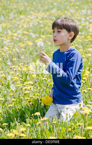Boy blowing dandelion in field Stock Photo