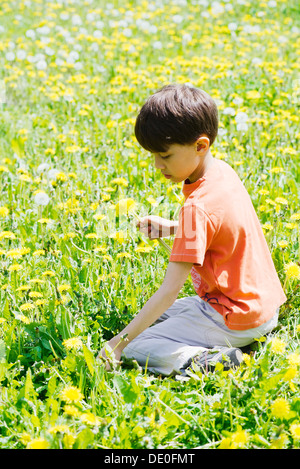 Boy picking dandelions in field Stock Photo