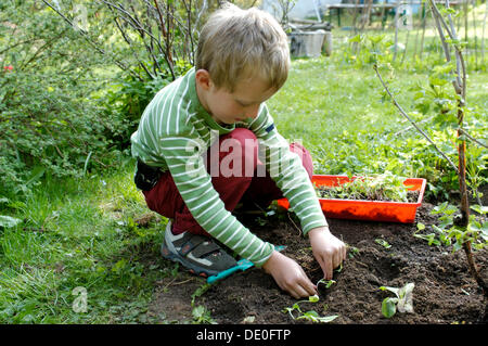 Little boy, 7, planting tiny plants in a flower bed in a garden Stock Photo