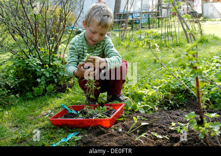 Little boy, 7, planting tiny plants in a flower bed in a garden Stock Photo