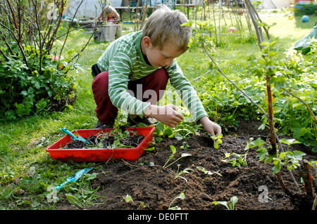 Little boy, 7, planting tiny plants in a flower bed in a garden Stock Photo