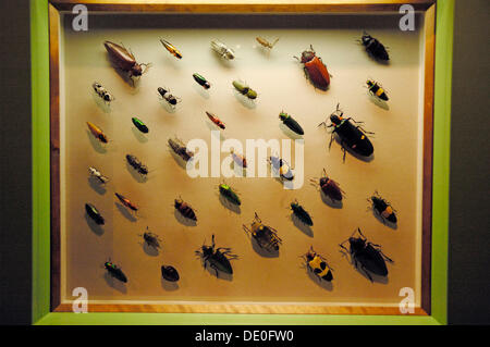 Various Jewel Beetles or Metallic Wood-boring Beetles (Buprestidae), Click Beetles (Elateridae) in a showcase, insect exhibition Stock Photo