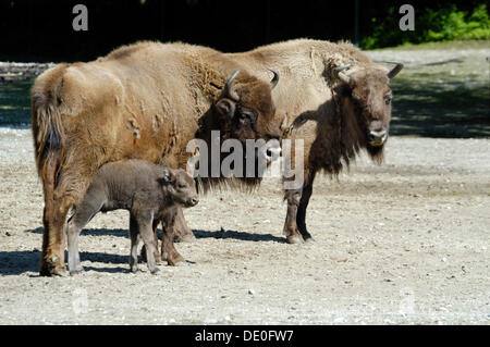 Two Wisent or European Bison (Bison bonasus) with a young calf Stock Photo