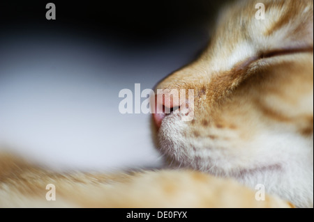 sweet cat's nose closeup Stock Photo