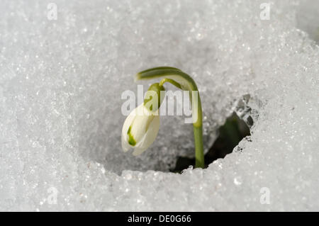 Snowdrop (Galanthus) breaking through the snow covered ground Stock Photo