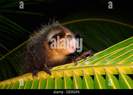 Aye-aye (Daubentonia madagascariensis) on a palm frond Stock Photo