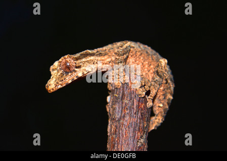 Leaf-tailed Gecko (Uroplatus alluaudi) Stock Photo