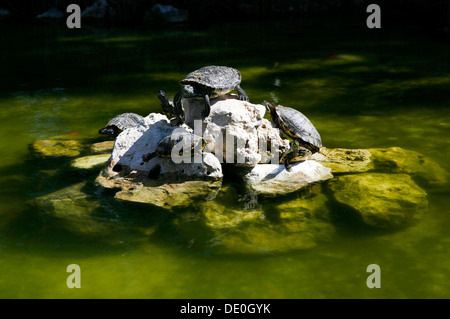 Red-eared Slider Turtles (trachemys Scripta Elegans, Pseudemys Scripta 